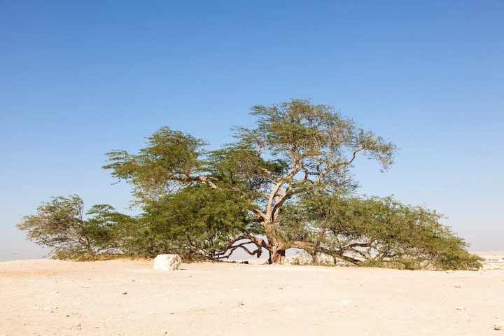 Bahrain Highlights Guided Tour
