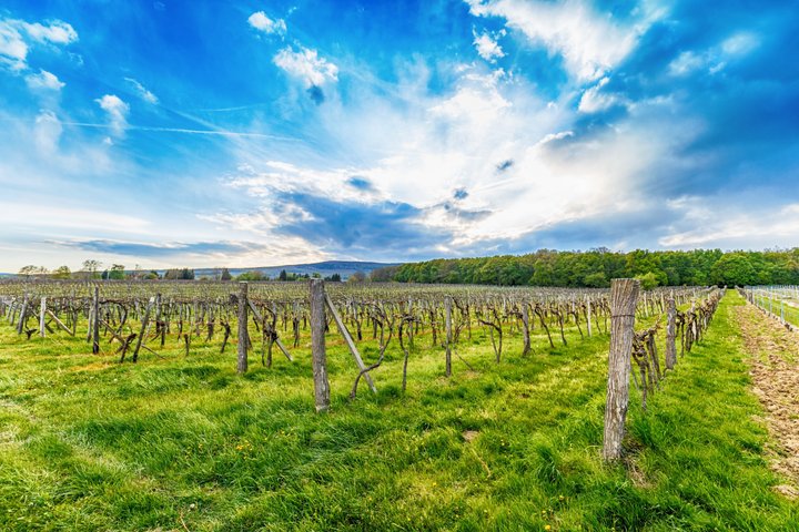 Margaret River Winery Tour with a'la carte lunch