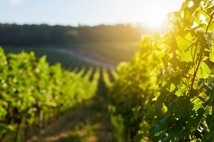 Margaret River Winery Tour with a'la carte lunch
