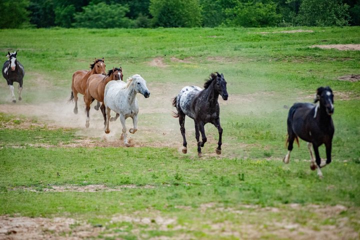 Memphis 1 hour Horseback Trail Ride