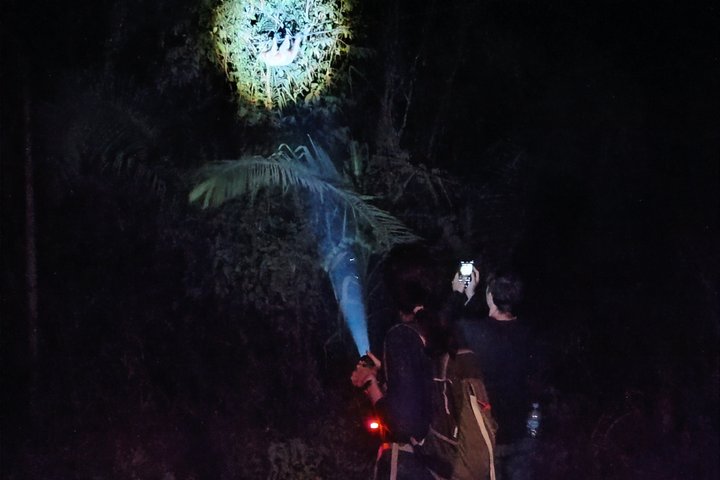 Night walk and search for tarantula sloths