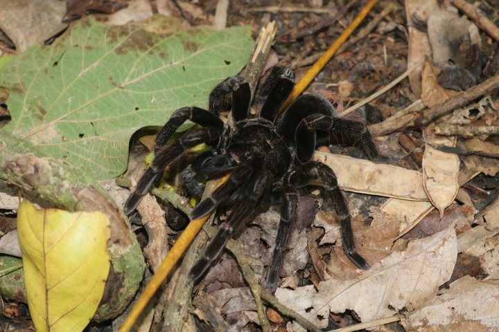 Night walk and search for tarantula sloths