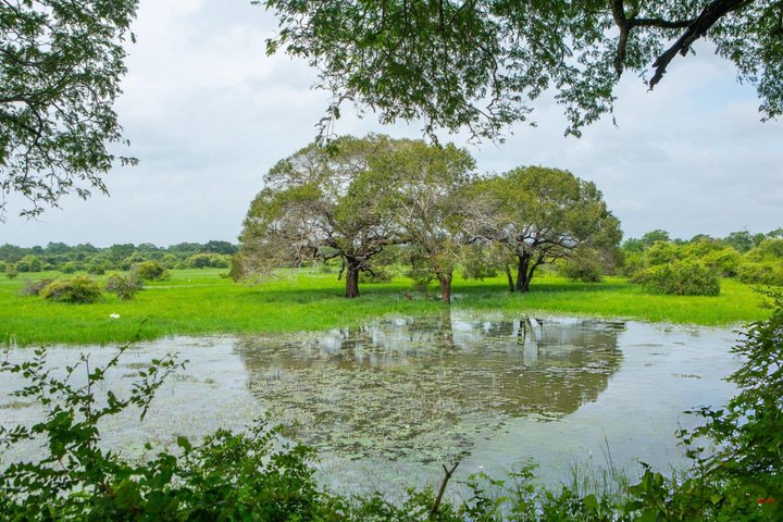 Yala National Park Private Jeep Safari with Entrance Ticket