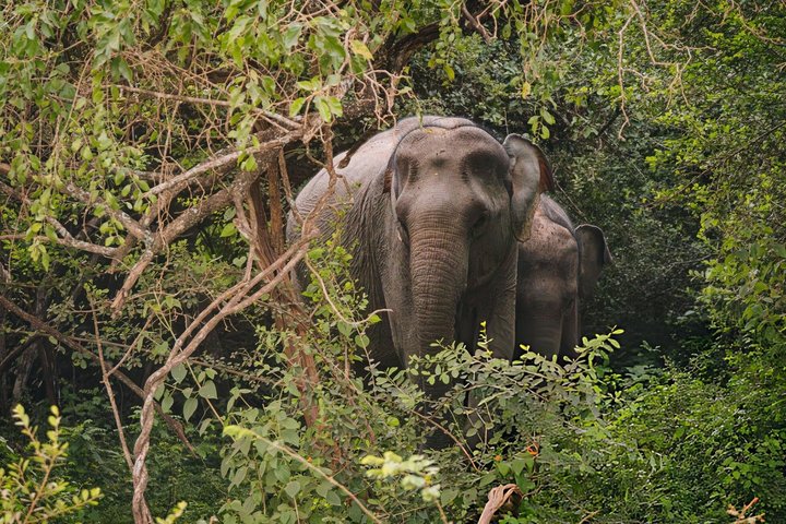 Yala National Park Private Jeep Safari with Entrance Ticket