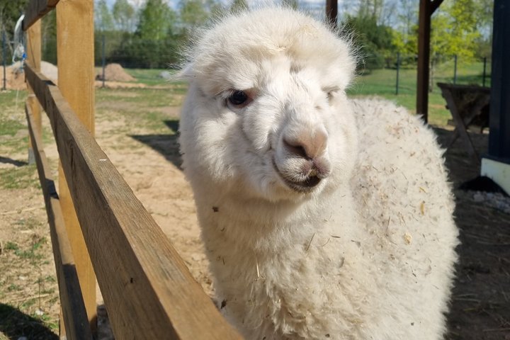 Trakai and Alpaca Family Park Private Tour