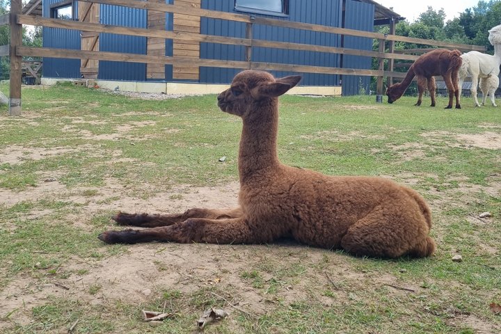 Trakai and Alpaca Family Park Private Tour
