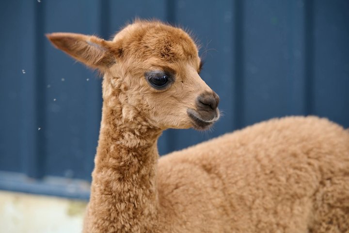 Trakai and Alpaca Family Park Private Tour