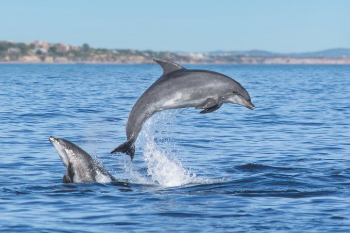 Vilamoura: Dolphins & Benagil Caves - Catamaran