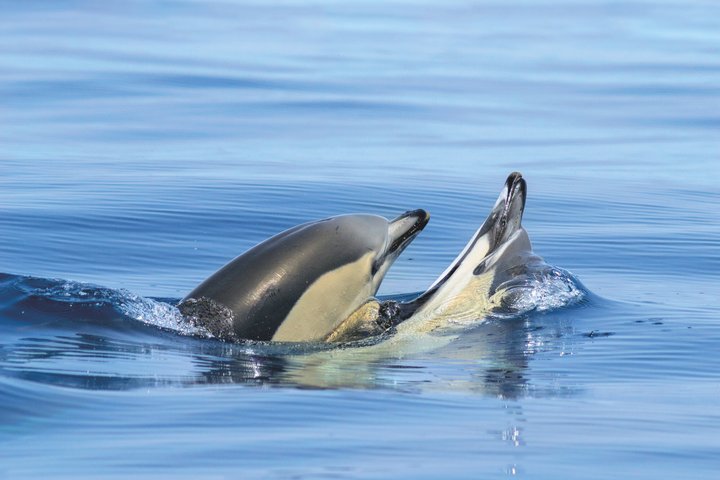 Portimao: Dolphins & Caves - Catamaran witn Marine Biologist