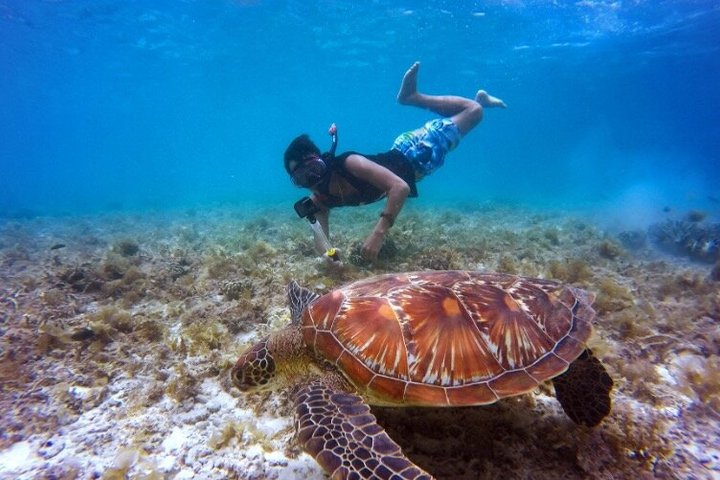 San Juan Guided Turtle Snorkel Tour and Complimentary Videos