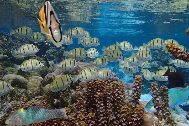 Raiatea Tahaa 1/2 day Coral Garden Snorkeling / Cruise Friendly