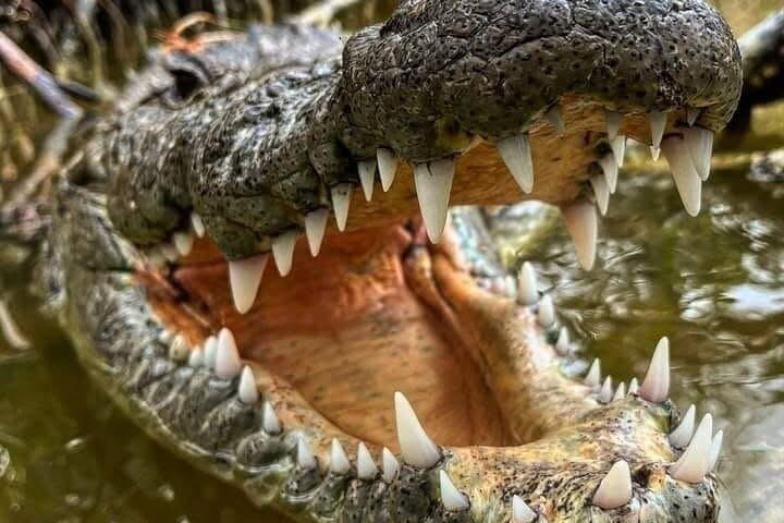 Nature tour full experience river lizards
