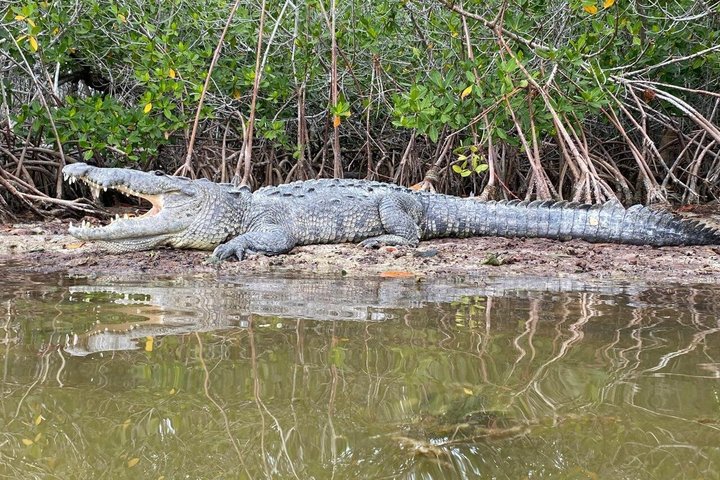 Nature tour full experience river lizards