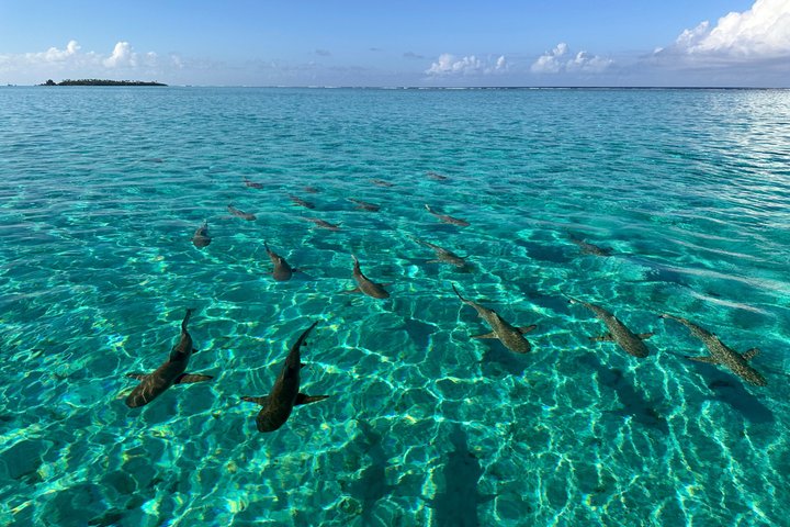 Raiatea Tahaa 1/2 day Coral Garden Snorkeling / Cruise Friendly