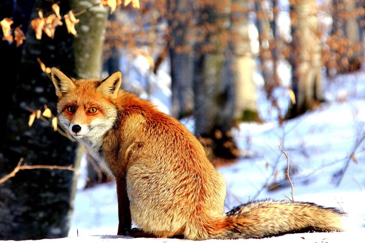 Carpathian Wilderness: A Wildlife Experience from Brașov