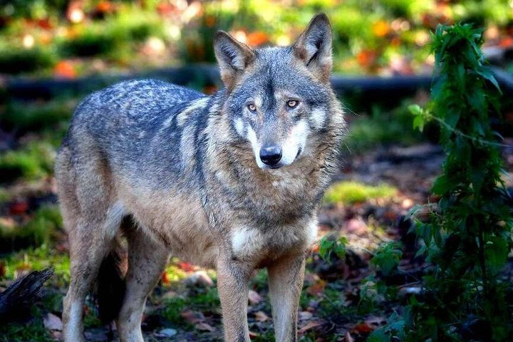 Carpathian Wilderness: A Wildlife Experience from Brașov