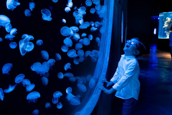 Tickets to the Grand Aquarium Mazatlan