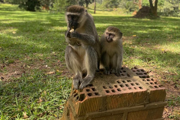 Entebbe Guided Walking Tour with Botanical Gardens & Rollex taste