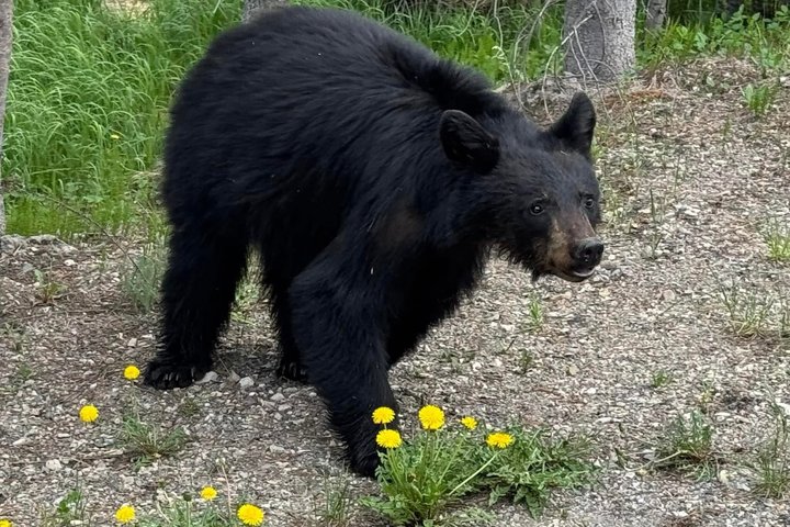 250th Anniversary Yellowstone 55+ Adults Only Deals,gifts & lunch