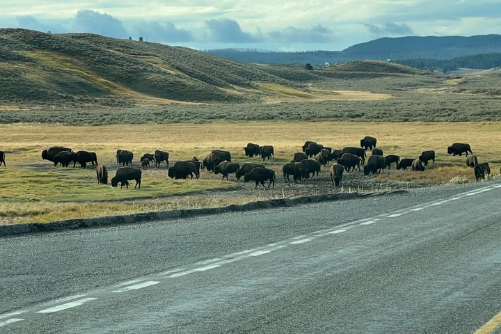 250th Anniversary Yellowstone 55+ Adults Only Deals,gifts & lunch