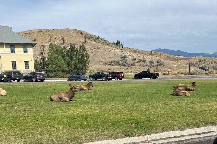 250th Celebration Yellowstone Open Air Tour W/Deals,lunch & Gifts