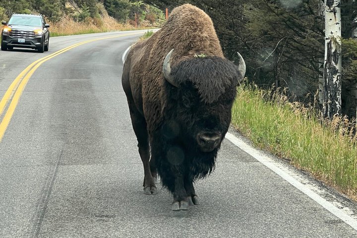 250th Celebration Yellowstone Open Air tour W/lunch and Souvenir