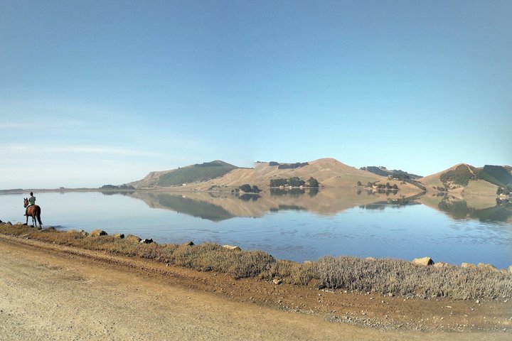 Otago Peninsula Scenery & Little Blue Penguins Evening Tour