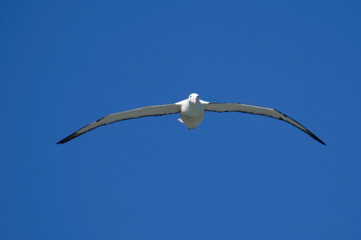Otago Peninsula Scenery & Little Blue Penguins Evening Tour
