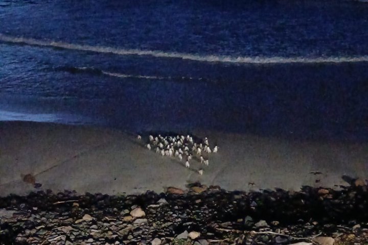 Otago Peninsula Scenery & Little Blue Penguins Evening Tour
