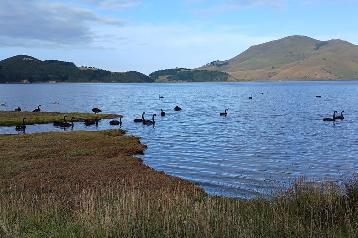 Otago Peninsula Scenery & Little Blue Penguins Evening Tour
