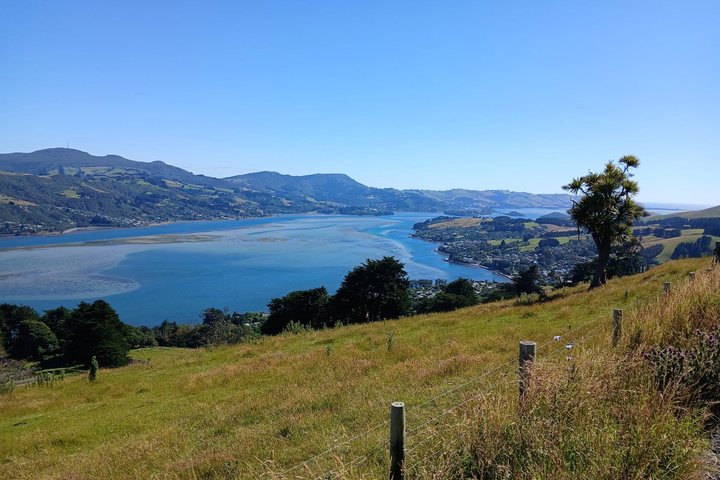 Otago Peninsula Scenery & Little Blue Penguins Evening Tour