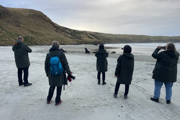 Clearwater Wildlife Tours (small group 10max) Otago Peninsula