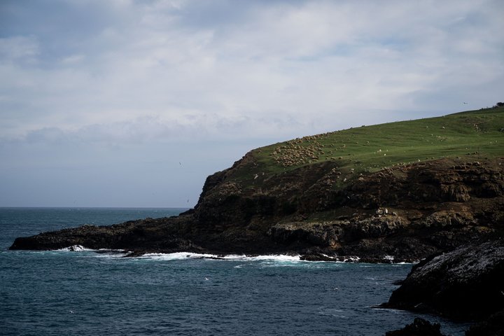 Clearwater Wildlife Tours (small group 10max) Otago Peninsula