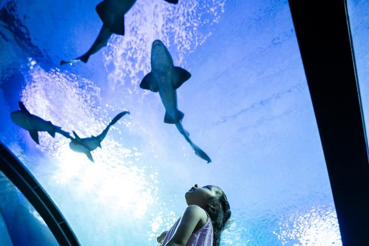 Tickets to the Grand Aquarium Mazatlan
