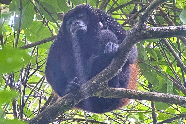 Corcovado National Park LA LEONA Ranger Station Full Day Tour