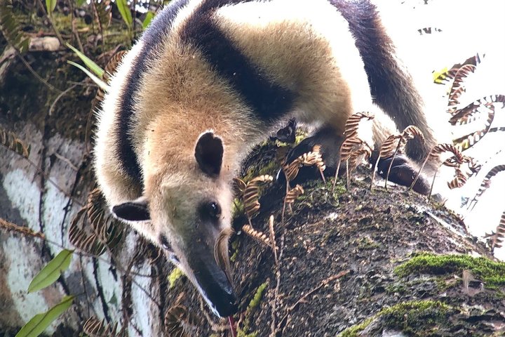 Corcovado National Park LA LEONA Ranger Station Full Day Tour