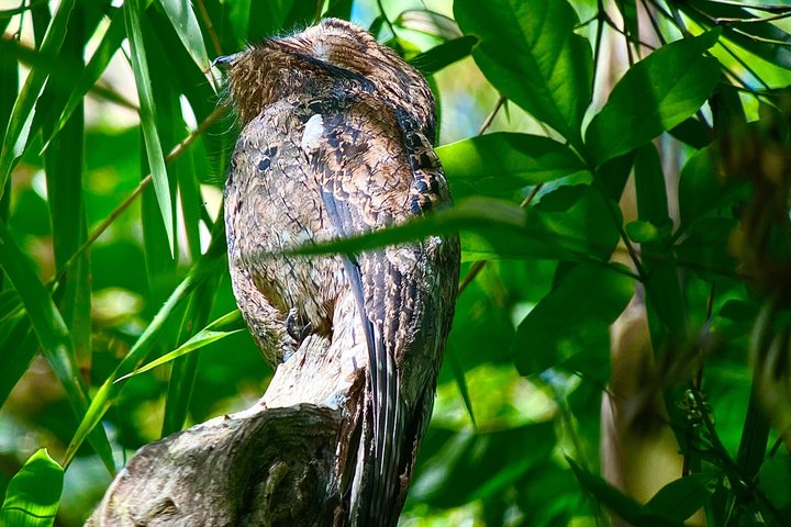 Corcovado National Park LA LEONA Ranger Station Full Day Tour