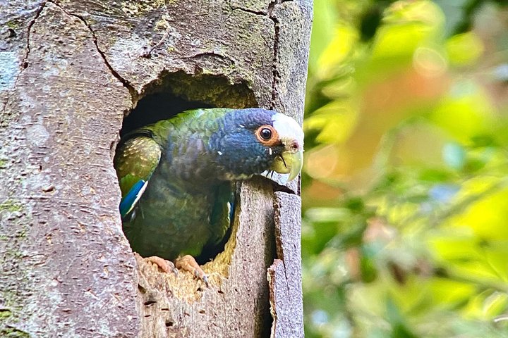 Corcovado National Park LA LEONA Ranger Station Full Day Tour