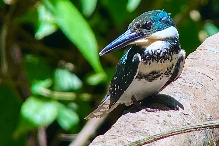 Corcovado National Park LA LEONA Ranger Station Full Day Tour