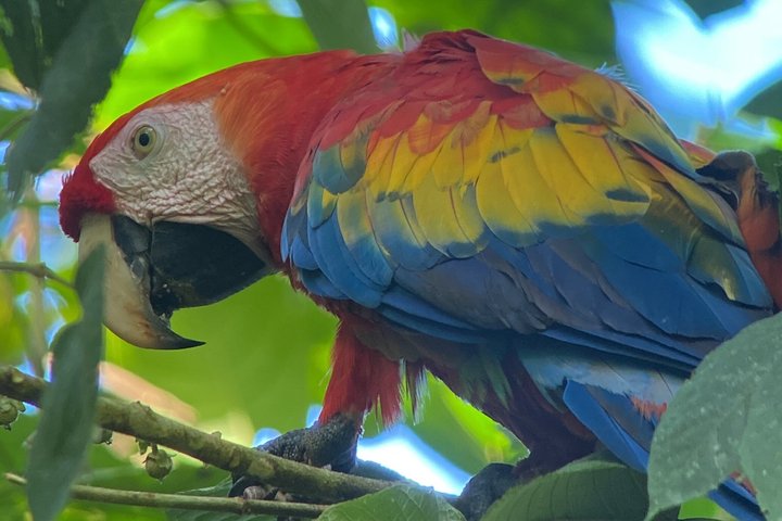 Corcovado National Park LA LEONA Ranger Station Full Day Tour