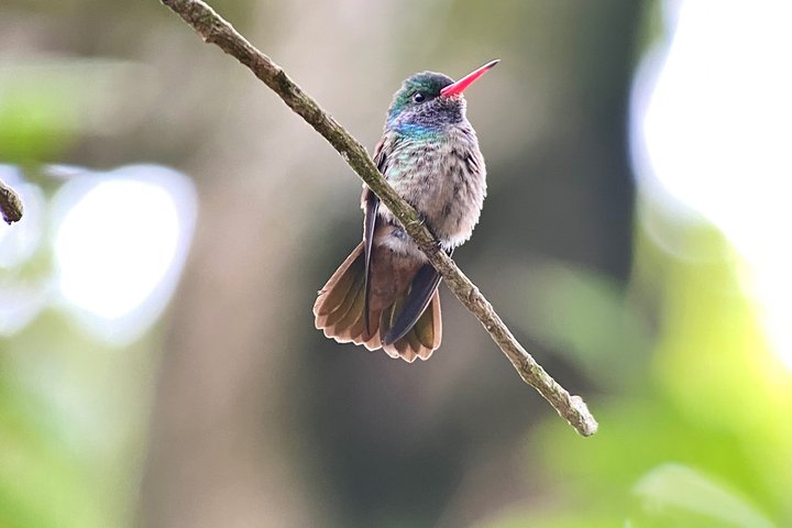 Corcovado National Park LA LEONA Ranger Station Full Day Tour