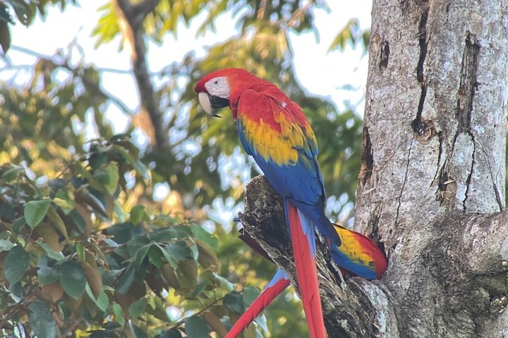 Corcovado National Park LA LEONA Ranger Station Full Day Tour