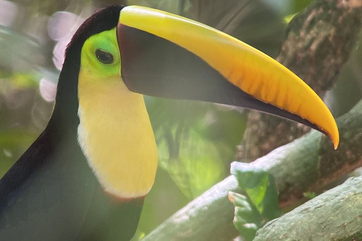 Corcovado National Park LA LEONA Ranger Station Full Day Tour