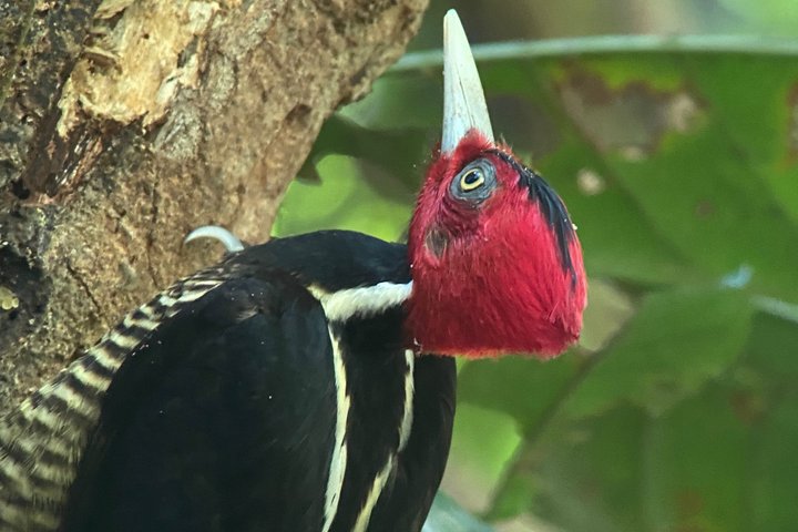 Corcovado National Park LA LEONA Ranger Station Full Day Tour