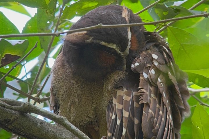 Corcovado National Park LA LEONA Ranger Station Full Day Tour