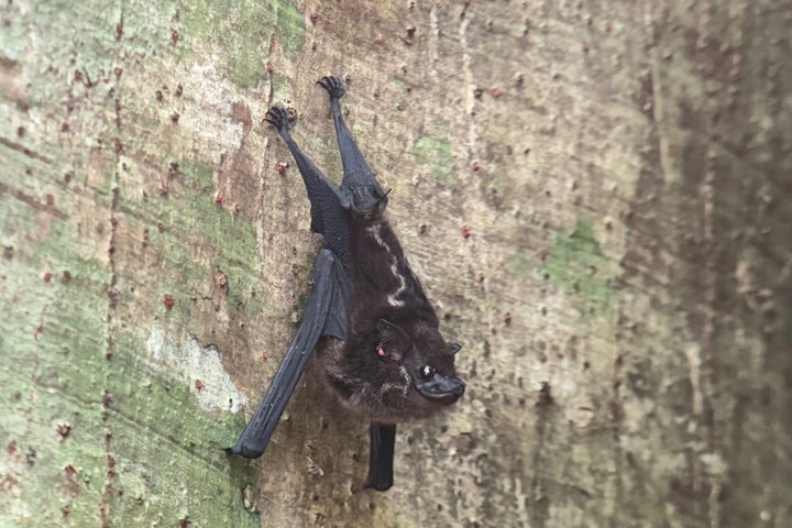 Corcovado National Park LA LEONA Ranger Station Full Day Tour
