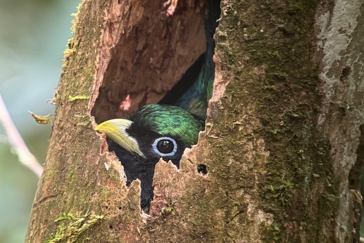 Corcovado National Park LA LEONA Ranger Station Full Day Tour