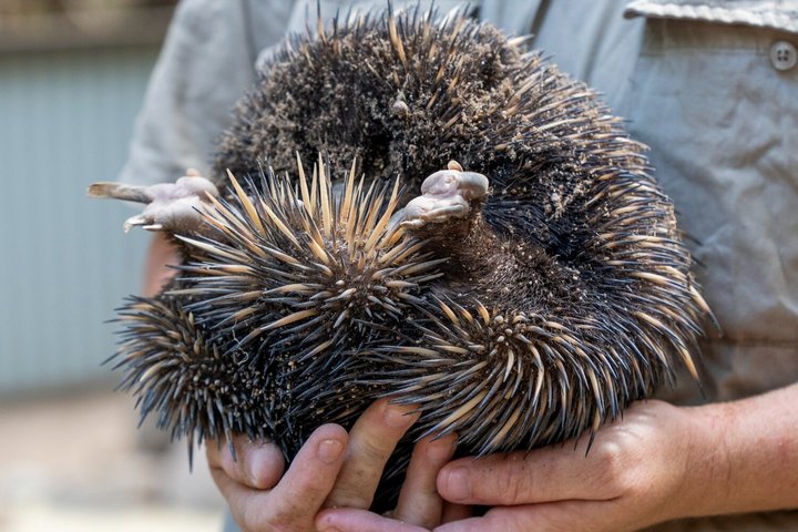 Koala and Wildlife Park Discover Magnetic Islands Native Animals