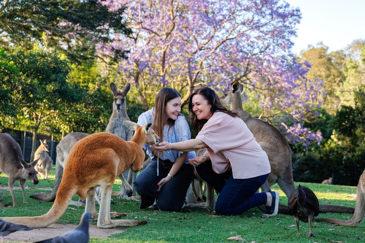 Brisbane River Cruise with entry to Lone Pine Koala Sanctuary