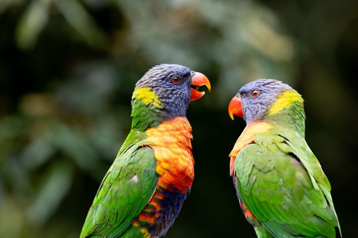 Brisbane River Cruise with entry to Lone Pine Koala Sanctuary